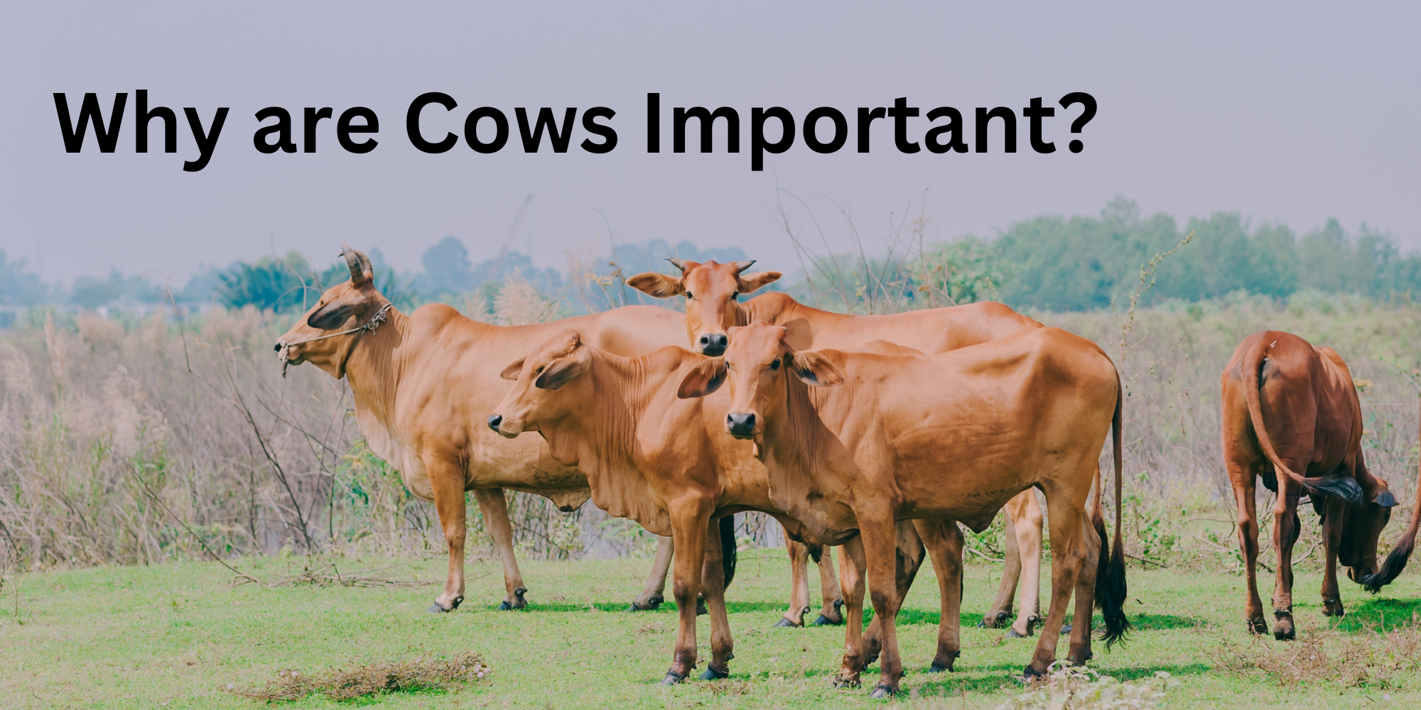Why are cows important